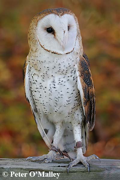 RID Barn Owl P OMalley A O